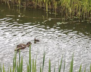 Guest house 112244 - Holiday property Belgian Coast - Vakantiehuis Polderwind mit Blick auf die Felder