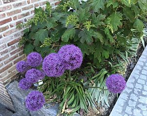 Verblijf 1150201 - Bed and breakfast Oost-Vlaanderen - B&B Wisteria