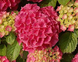 Verblijf 140110 - Bed and breakfast West-Vlaanderen - B&B Bloemenweelde