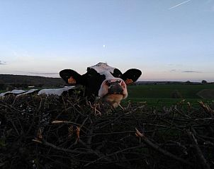 Unterkunft 1960601 - Appartement Limburg - Hotel Restaurant The Kings Head Inn