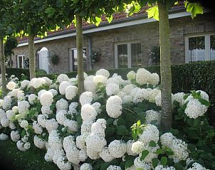 Verblijf 370101 - Bed and breakfast West-Vlaanderen - B&B Greenhouse 37