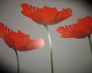 Verblijf 370101 - Bed and breakfast West-Vlaanderen - B&B Greenhouse 37